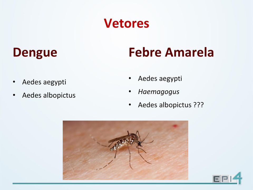 Aedes albopictus Aedes