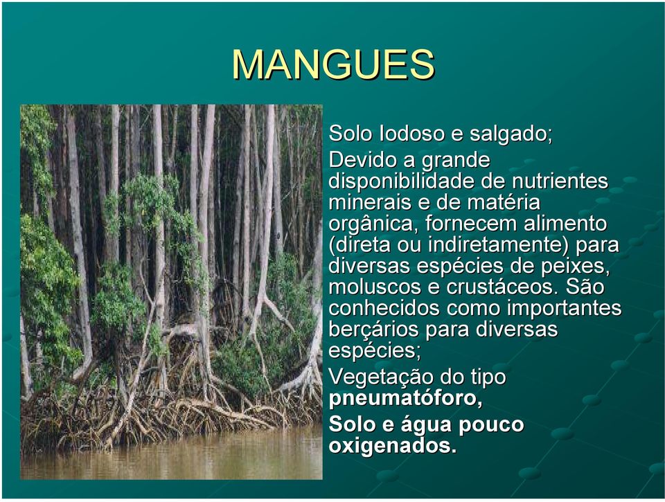 espécies de peixes, moluscos e crustáceos. ceos.