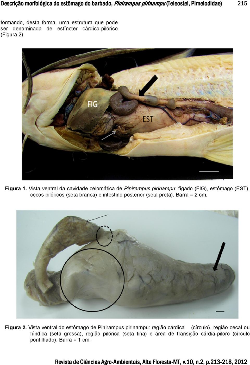 Vista ventral da cavidade celomática de Pinirampus pirinampu: fígado (FIG), estômago (EST), cecos pilóricos (seta branca) e intestino posterior (seta preta). Barra = 2 cm. Figura 2.