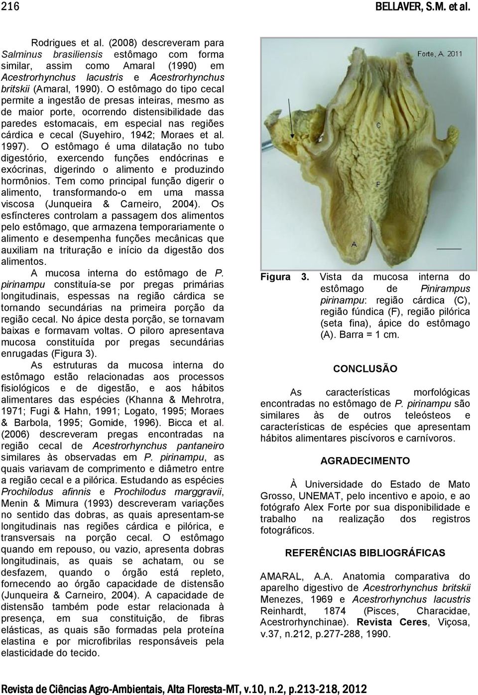 O estômago do tipo cecal permite a ingestão de presas inteiras, mesmo as de maior porte, ocorrendo distensibilidade das paredes estomacais, em especial nas regiões cárdica e cecal (Suyehiro, 1942;