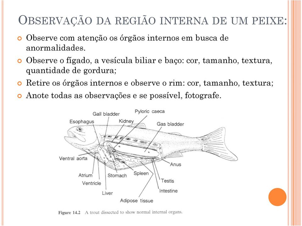 Observe o fígado, a vesícula biliar e baço: cor, tamanho, textura, quantidade