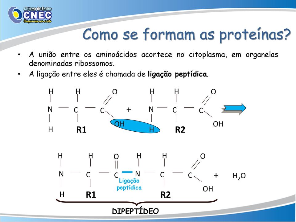 organelas denominadas ribossomos.