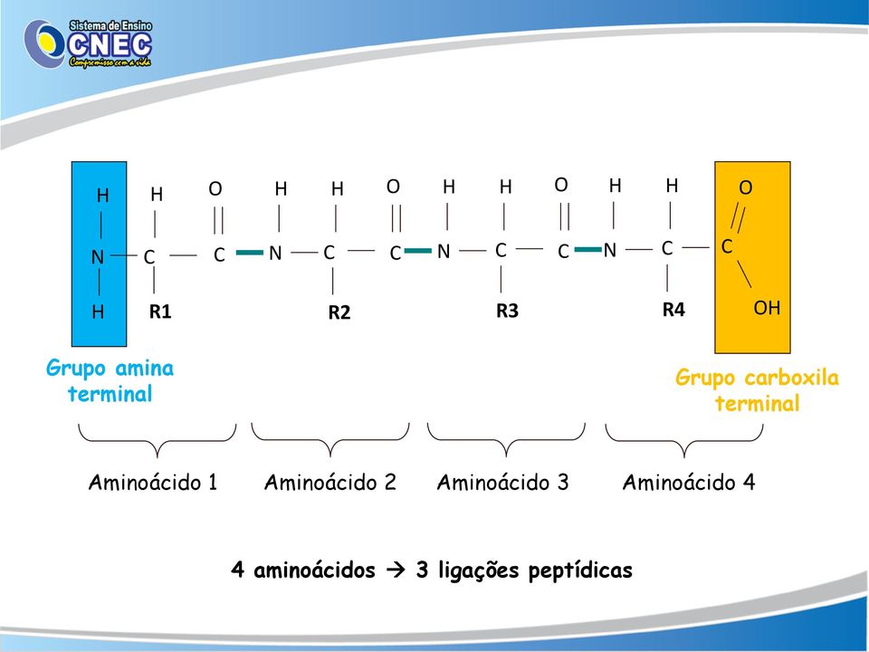 Aminoácido 1 Aminoácido 2 Aminoácido 3
