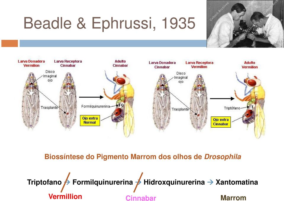 Triptofano Formilquinurerina