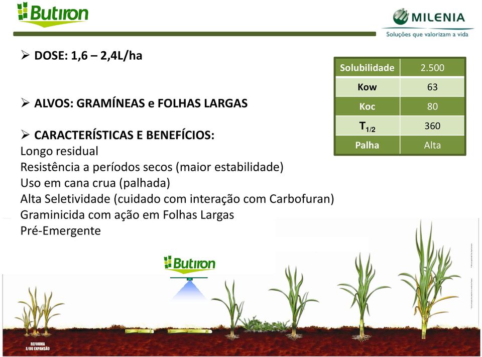 (palhada) Alta Seletividade (cuidado com interação com Carbofuran) Graminicida com