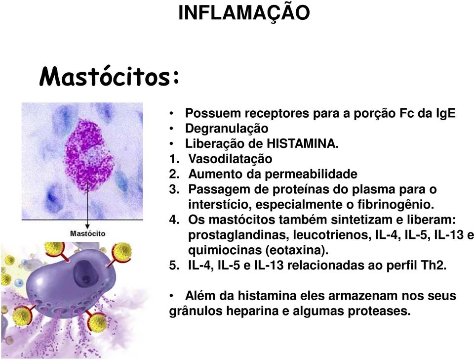 Os mastócitos também sintetizam e liberam: prostaglandinas, leucotrienos, IL-4, IL-5, IL-13 e quimiocinas (eotaxina). 5.