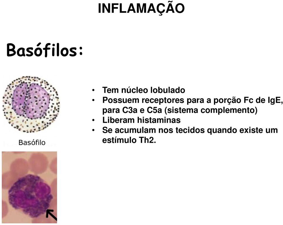 C3a e C5a (sistema complemento) Liberam