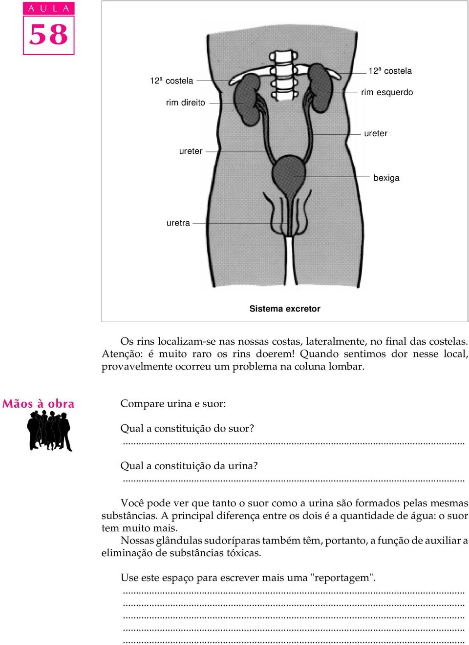 Compare urina e suor: Sistema excretor ureter bexiga Qual a constituição do suor? Qual a constituição da urina?