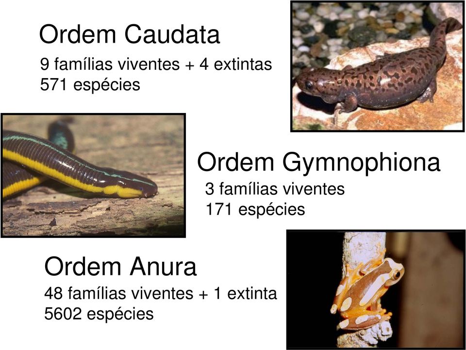 famílias viventes 171 espécies Ordem Anura