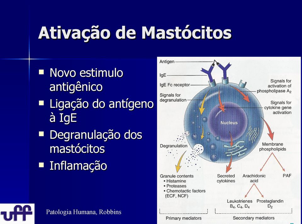 antígeno à IgE Degranulação dos