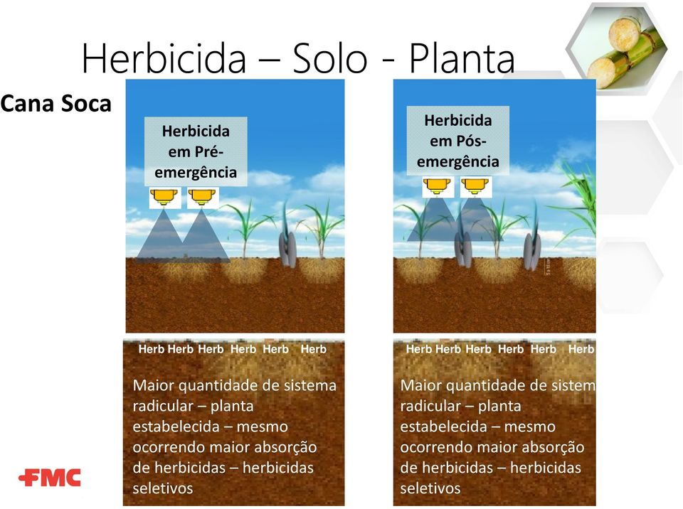 estabelecida mesmo ocorrendo maior absorção de herbicidas herbicidas seletivos Maior quantidade de