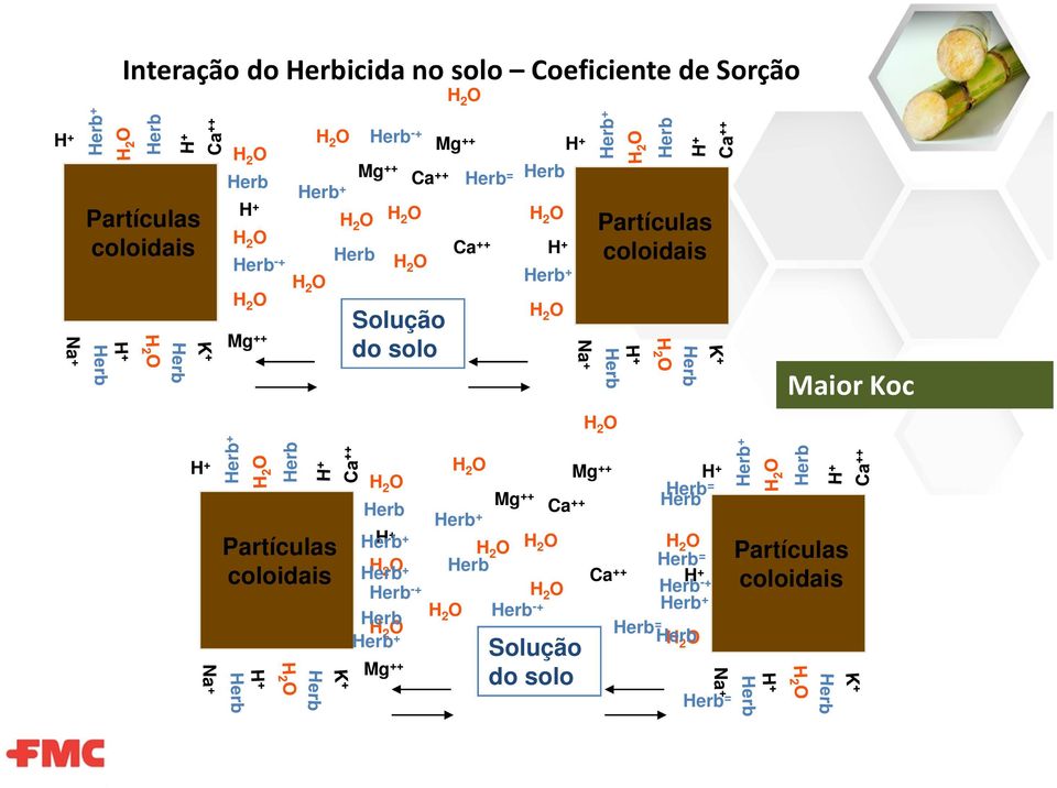 + Herb + Herb Partículas coloidais H 2 O Mg H 2 O ++ Mg Herb ++ Herb Ca ++ Herb = Herb + Herb H + + H 2 O H 2 O H 2 O H 2 O Herb Herb = Herb + Ca ++ H + Herb