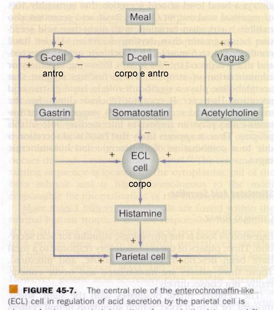 corpo