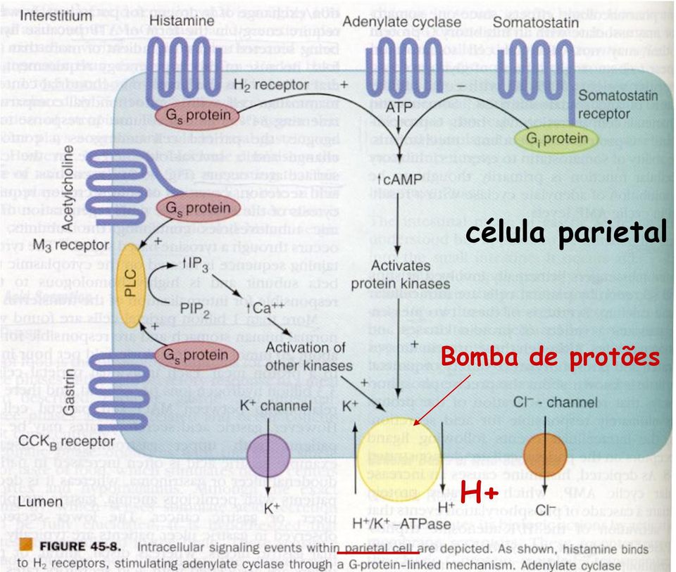 Bomba de