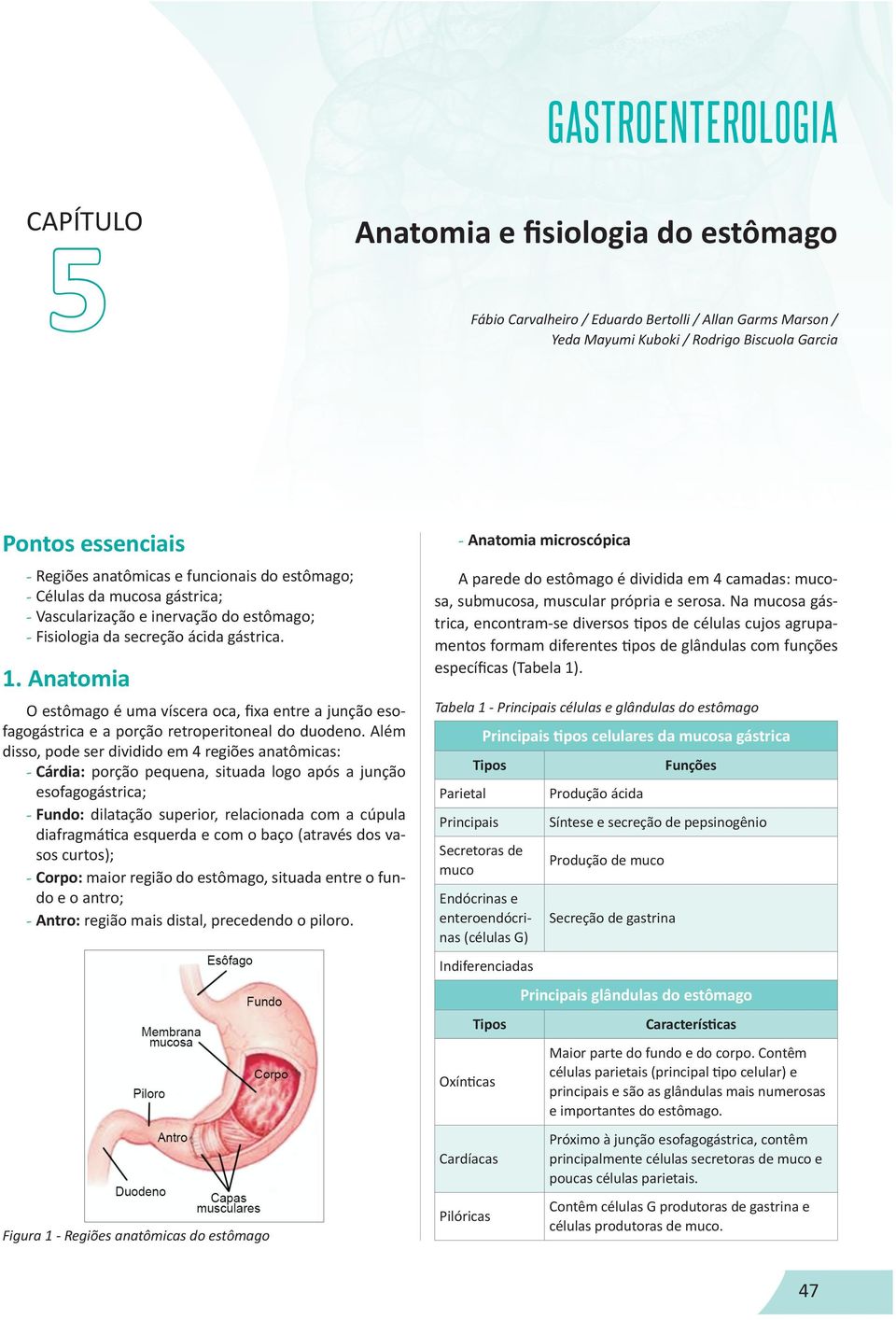 Anatomia O estômago é uma víscera oca, fixa entre a junção esofagogástrica e a porção retroperitoneal do duodeno.