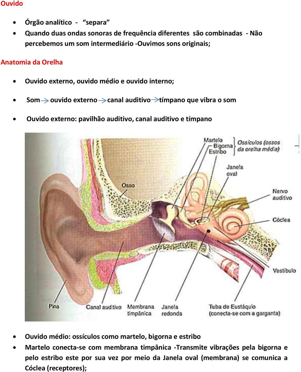 Ouvido externo: pavilhão auditivo, canal auditivo e tímpano Ouvido médio: ossículos como martelo, bigorna e estribo Martelo conecta-se com