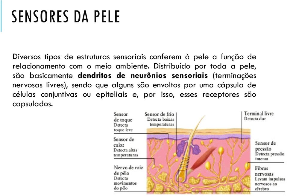 Distribuído por toda a pele, são basicamente dendritos de neurônios sensoriais