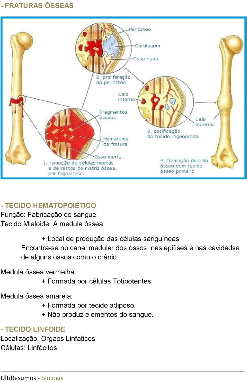 de alguns ossos como o crânio.