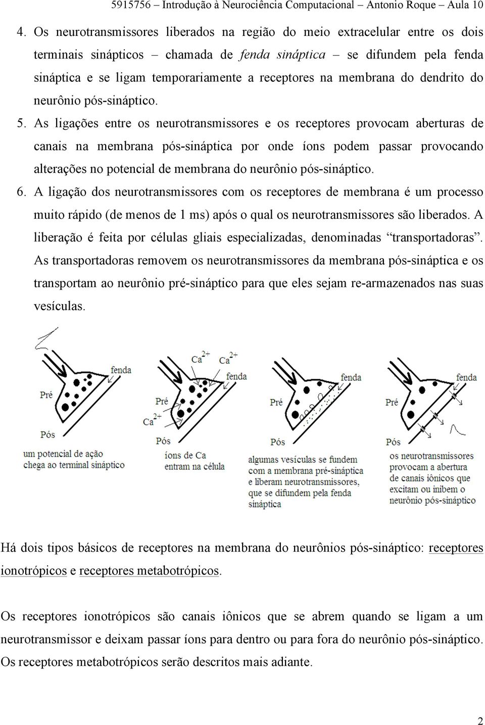 As ligações entre os neurotransmissores e os receptores provocam aberturas de canais na membrana pós-sináptica por onde íons podem passar provocando alterações no potencial de membrana do neurônio