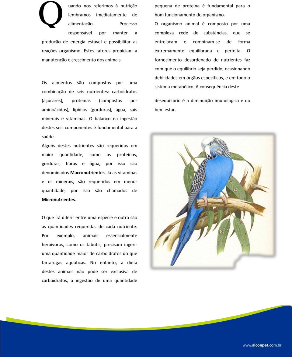 Os alimentos são compostos por uma combinação de seis nutrientes: carboidratos (açúcares), proteínas (compostas por aminoácidos), lipídios (gorduras), água, sais minerais e vitaminas.