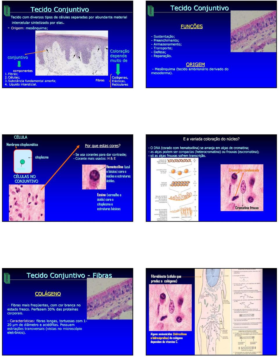 Fibras Coloração depende muito de Colágenas genas, Elásticas, Reticulares - Sustentação; - Preenchimento; - Armazenamento; - Transporte; - Defesa; - Reparação.
