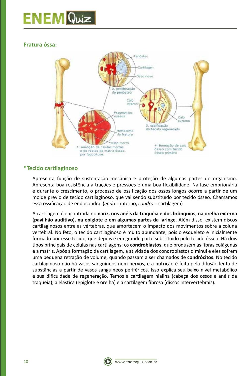 Chamamos essa ossificação de endocondral (endo = interno, condro = cartilagem) A cartilagem é encontrada no nariz, nos anéis da traquéia e dos brônquios, na orelha externa (pavilhão auditivo), na