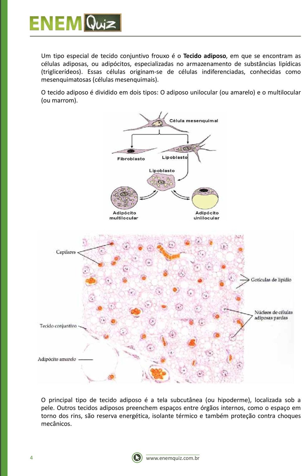 O tecido adiposo é dividido em dois tipos: O adiposo unilocular (ou amarelo) e o multilocular (ou marrom).