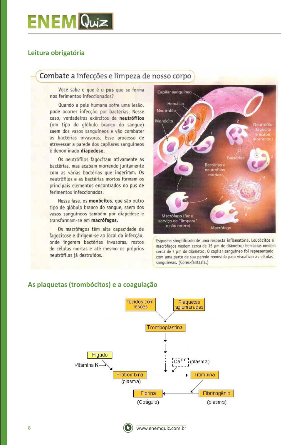 (trombócitos) e a