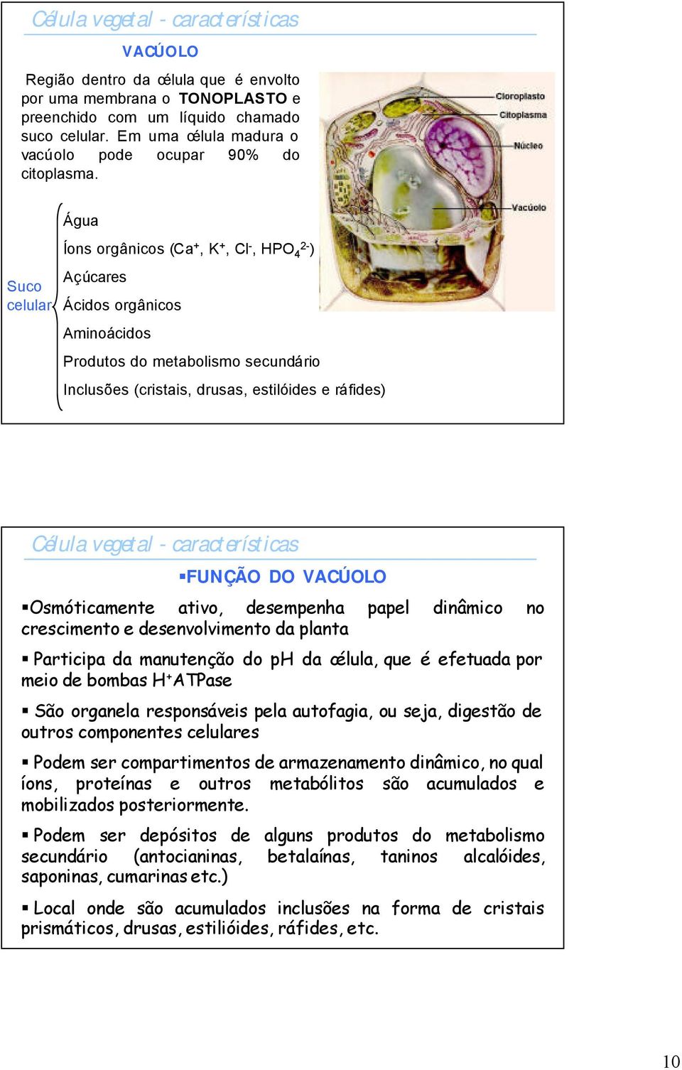 VACÚOLO Osmóticamente ativo, desempenha papel dinâmico no crescimento e desenvolvimento da planta Participa da manutenção do ph da célula, que é efetuada por meio de bombas H + ATPase São organela