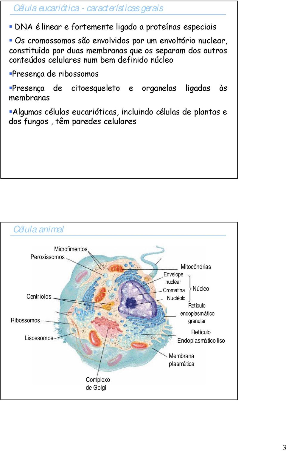 organelas ligadas às Algumas células eucarióticas, incluindo células de plantas e dos fungos, têm paredes celulares Célula animal Ribossomos Microfimentos