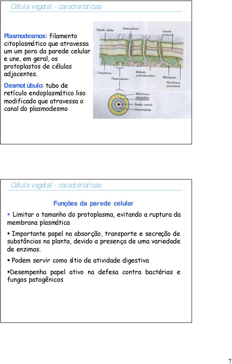 protoplasma, evitando a ruptura da membrana plasmática Importante papel na absorção, transporte e secreção de substâncias na planta, devido a