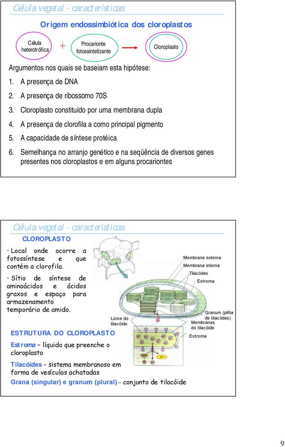 Semelhança no arranjo genético e na seqüência de diversos genes presentes nos cloroplastos e em alguns procariontes CLOROPLASTO Local onde ocorre a fotossíntese e que contém a clorofila.