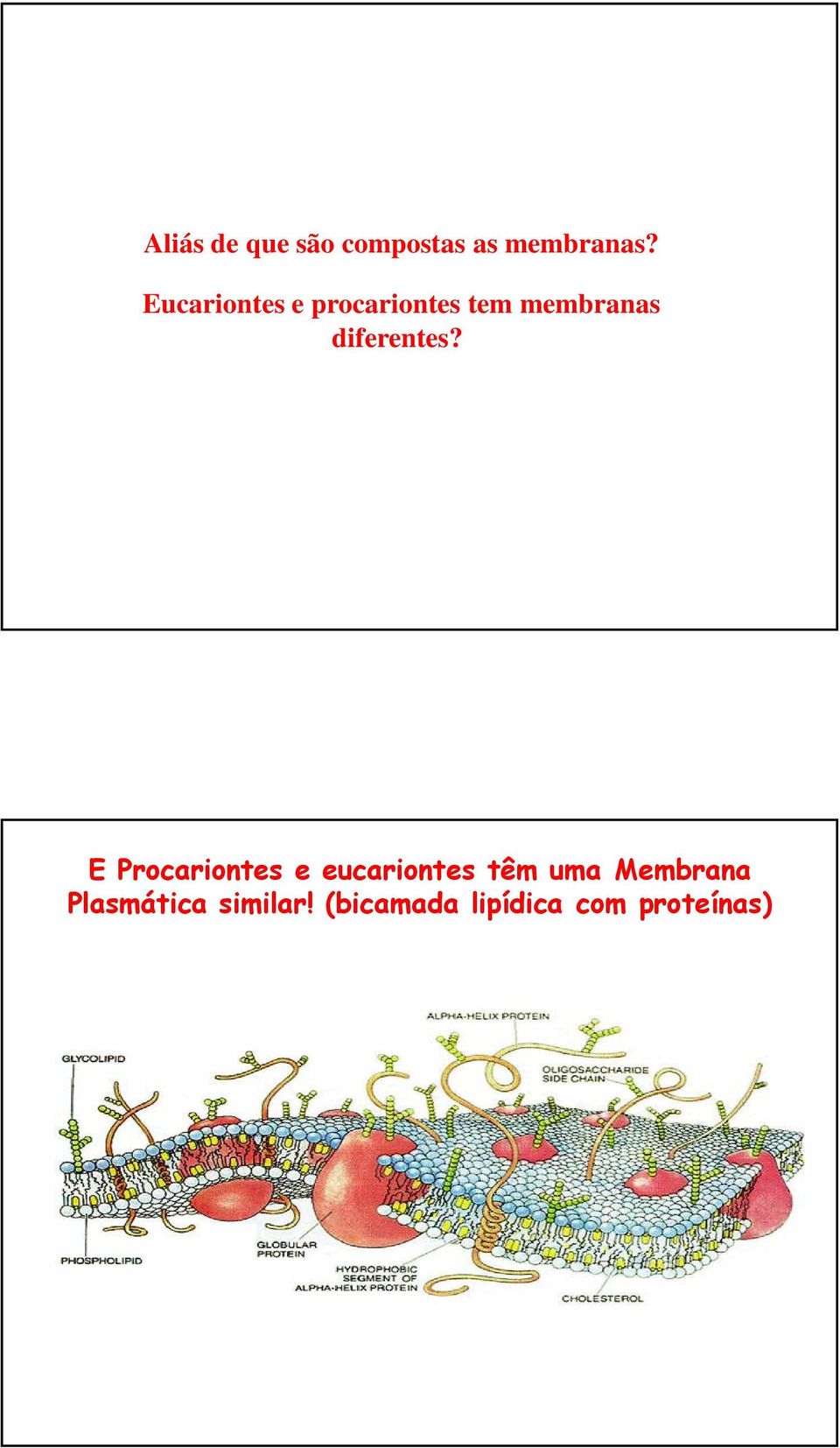 : Image: Mariana Ruiz E Procariontes e eucariontes têm uma Membrana