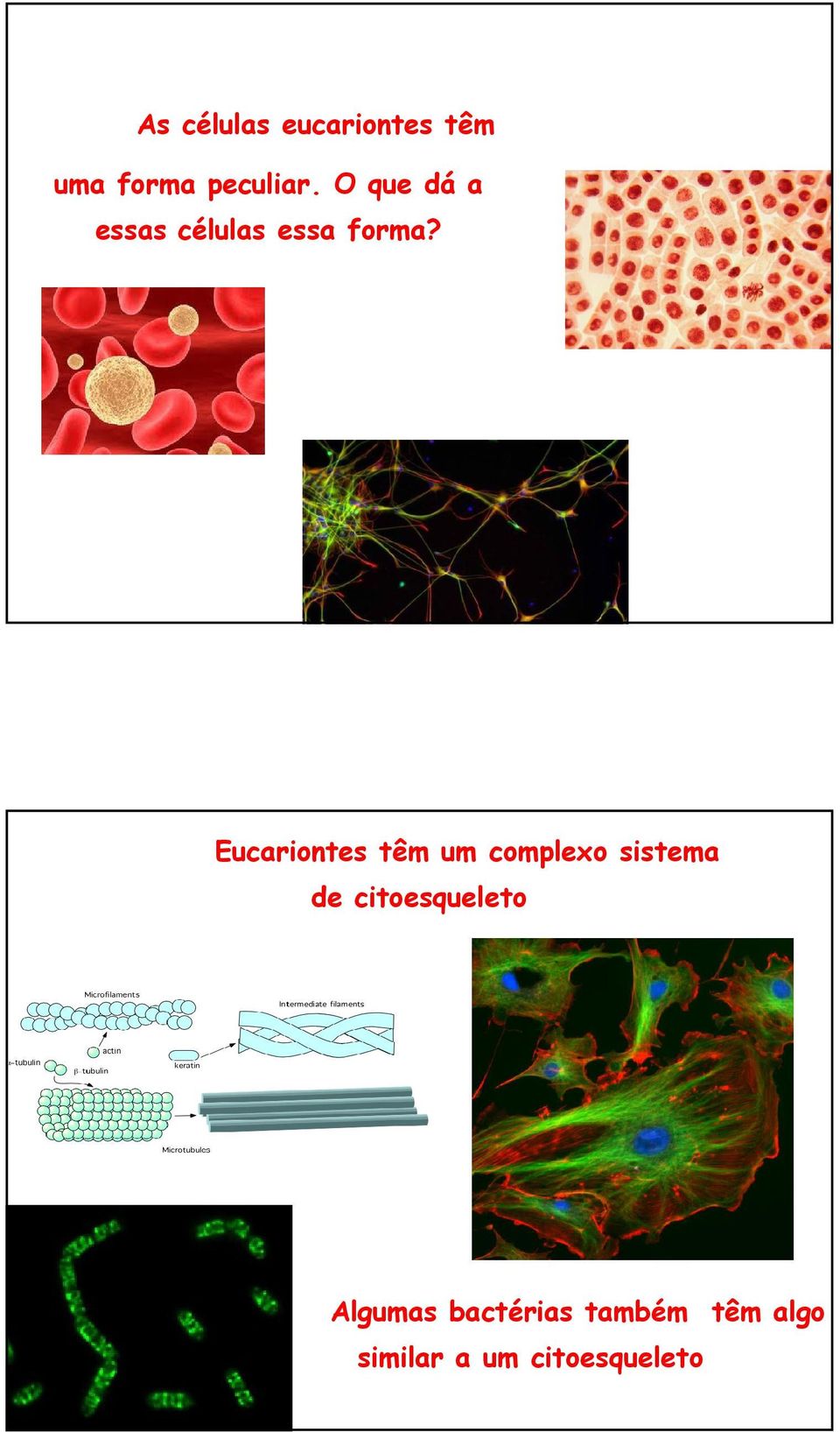 Eucariontes têm um complexo sistema de citoesqueleto Algumas