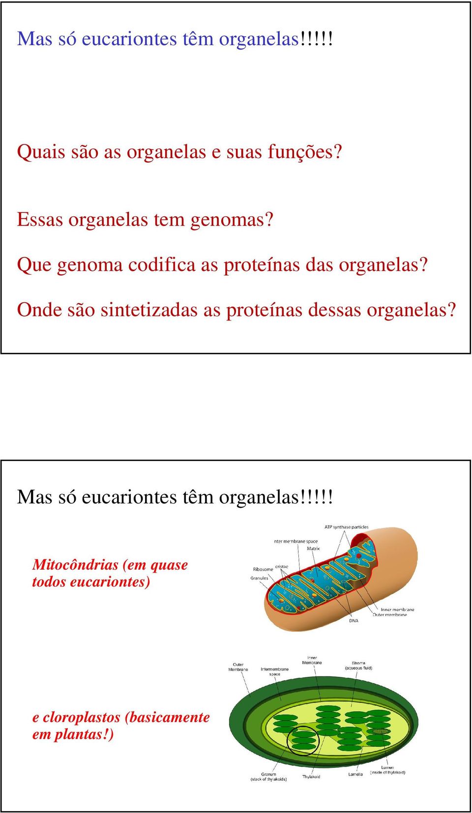 Images: Mitochondria, Mariana Ruiz Chloroplast Ollin Wikipedia Mas só eucariontes têm organelas!
