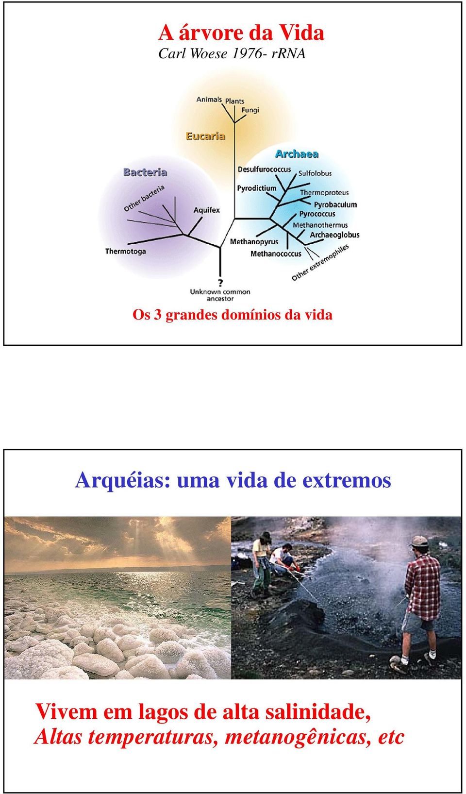 de extremos 16S Vivem em lagos de alta