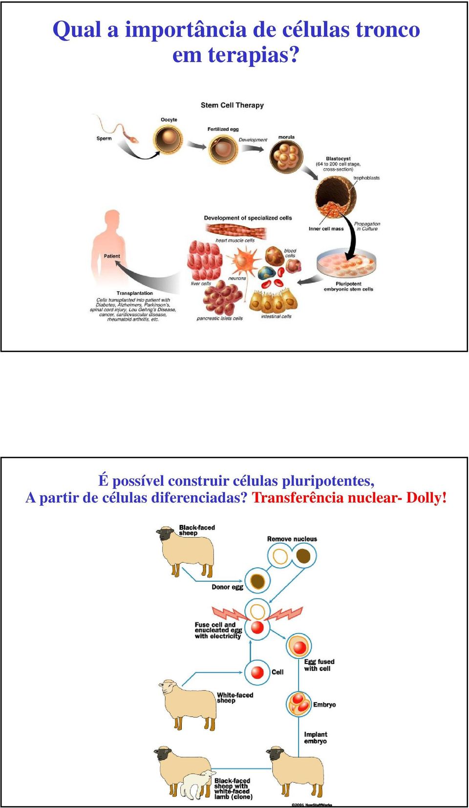 É possível construir células