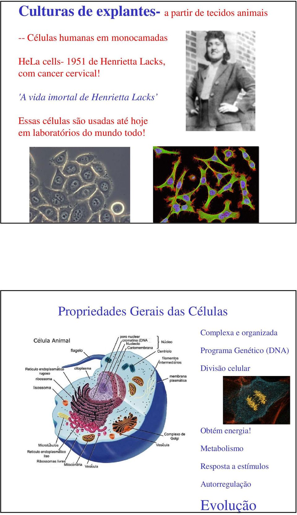 'A vida imortal de Henrietta Lacks Essas células são usadas até hoje em laboratórios do mundo todo!