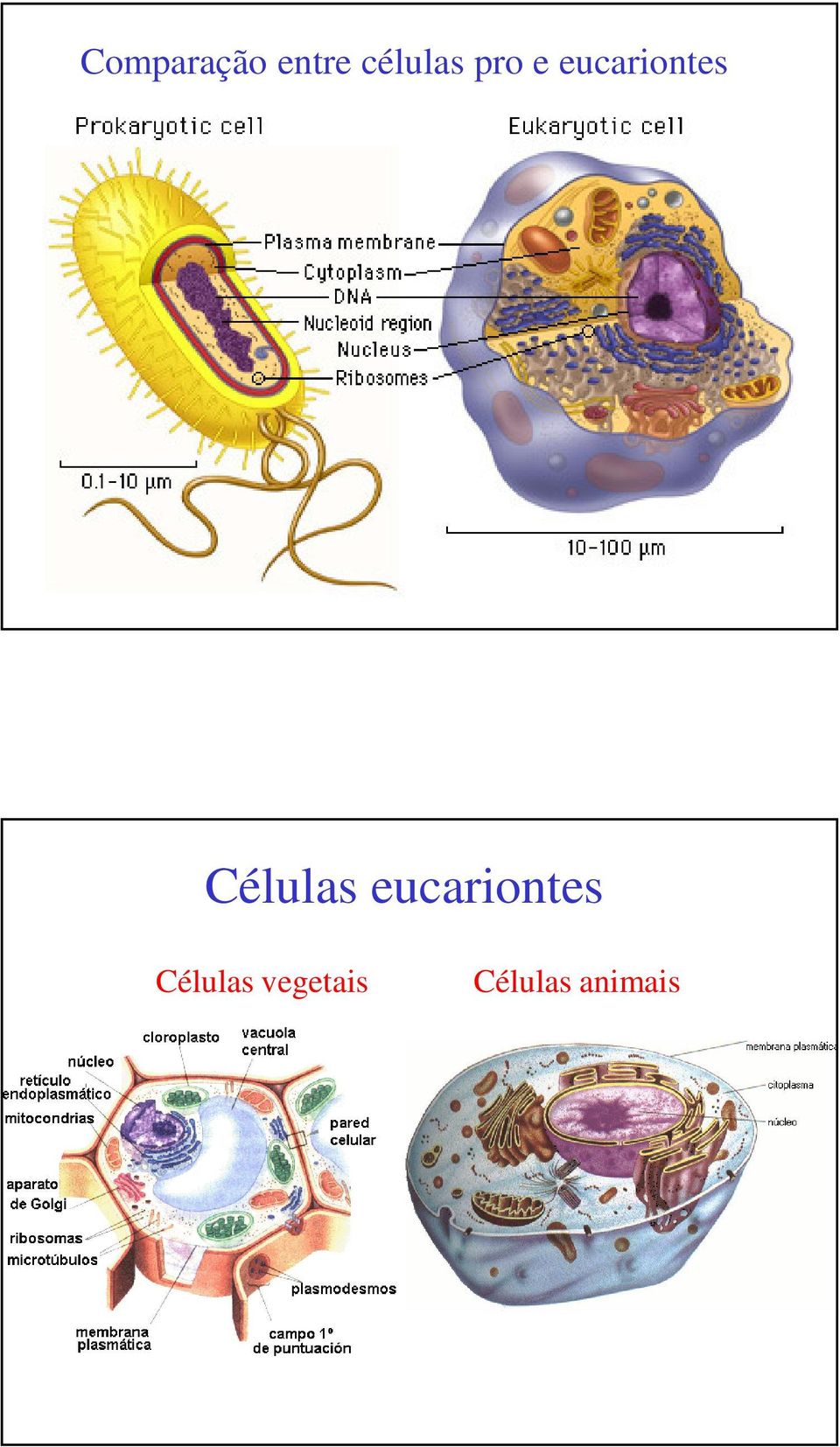 Células eucariontes