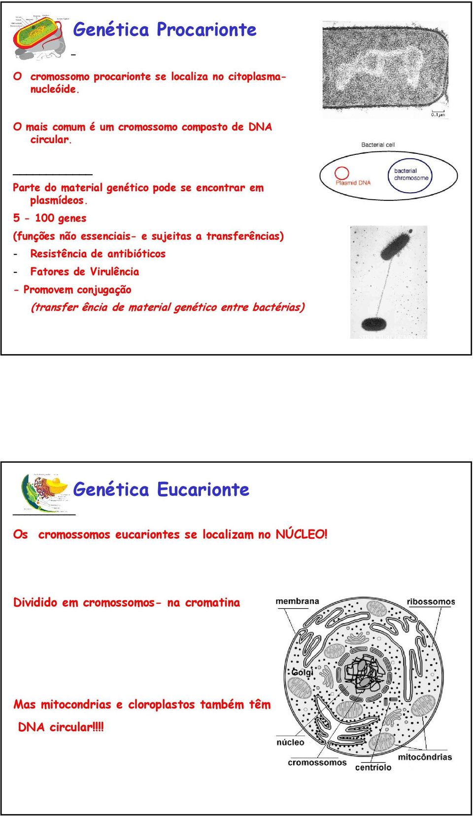 5-100 genes (funções não essenciais- e sujeitas a transferências) - Resistência de antibióticos - Fatores de Virulência - Promovem conjugação (transfer