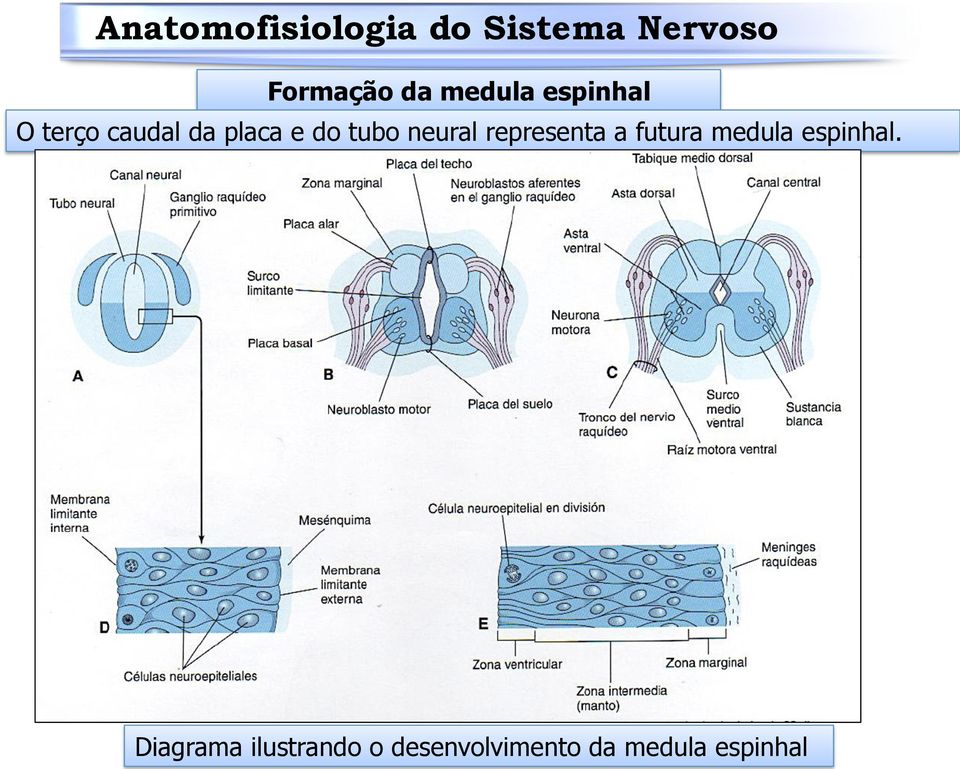 representa a futura medula espinhal.