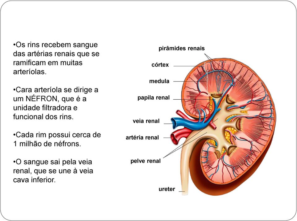 Cada rim possui cerca de 1 milhão de néfrons.