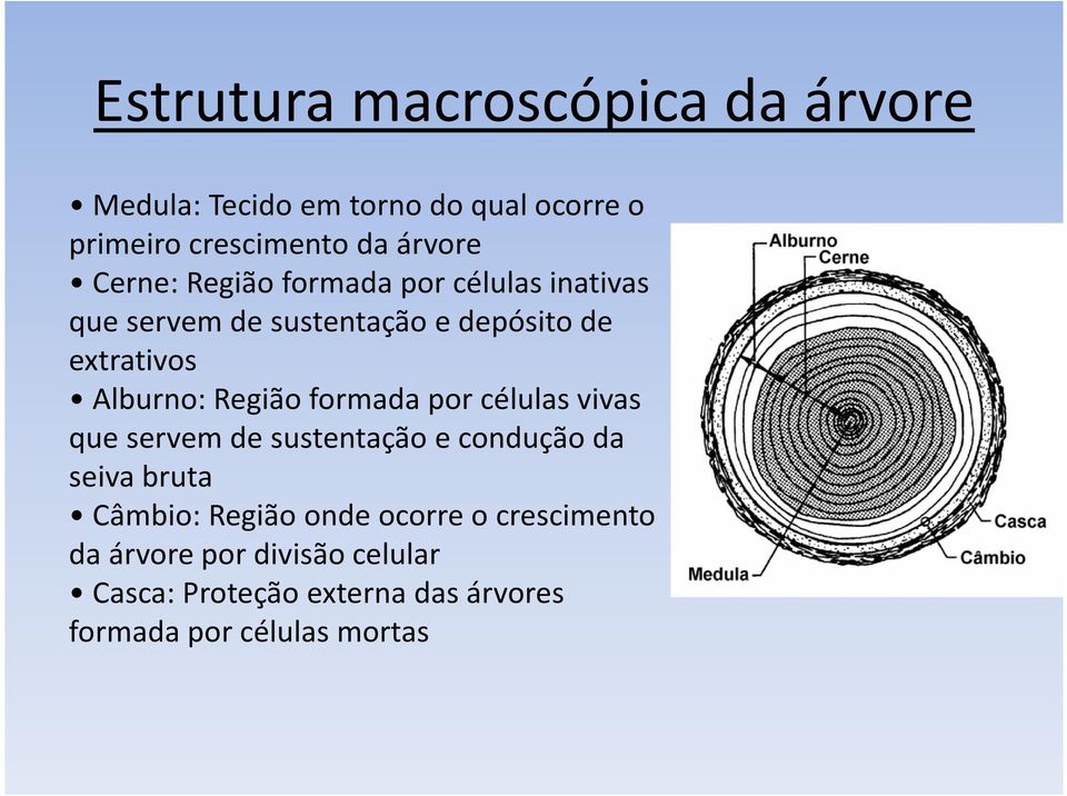 Região formada por células vivas que servem de sustentação e condução da seiva bruta Câmbio: Região onde