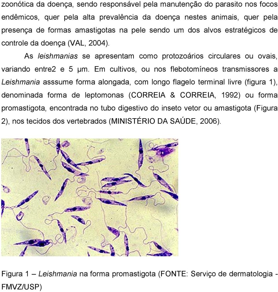 Em cultivos, ou nos flebotomíneos transmissores a Leishmania asssume forma alongada, com longo flagelo terminal livre (figura 1), denominada forma de leptomonas (CORREIA & CORREIA, 1992) ou