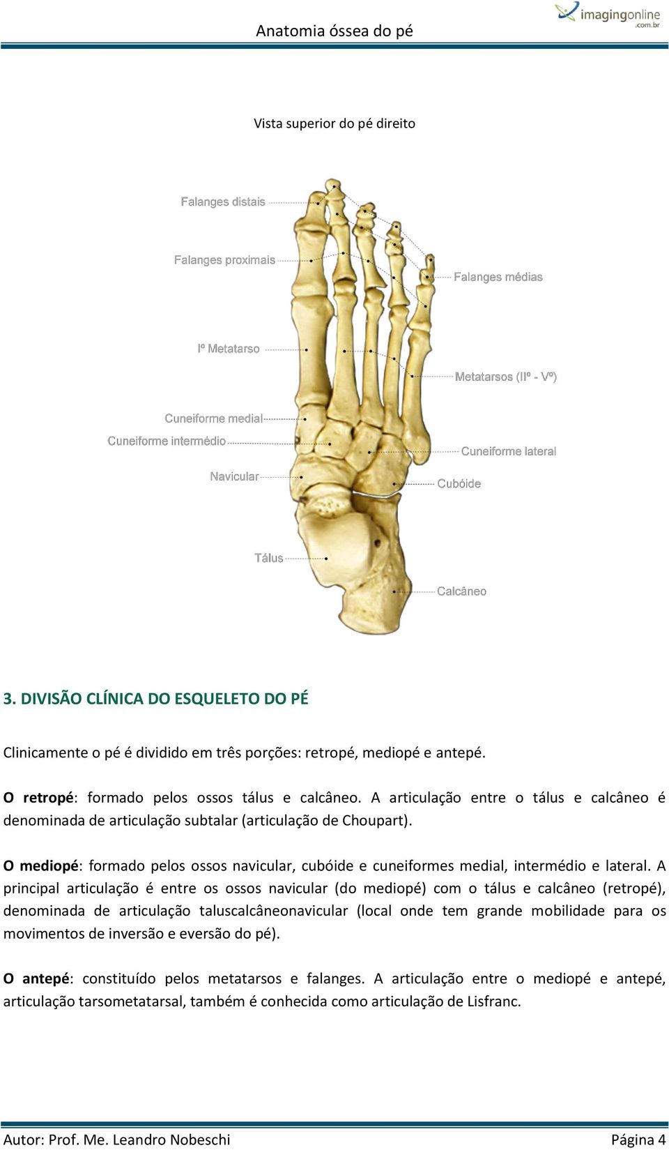 A principal articulação é entre os ossos navicular (do mediopé) com o tálus e calcâneo (retropé), denominada de articulação taluscalcâneonavicular (local onde tem grande mobilidade para os movimentos