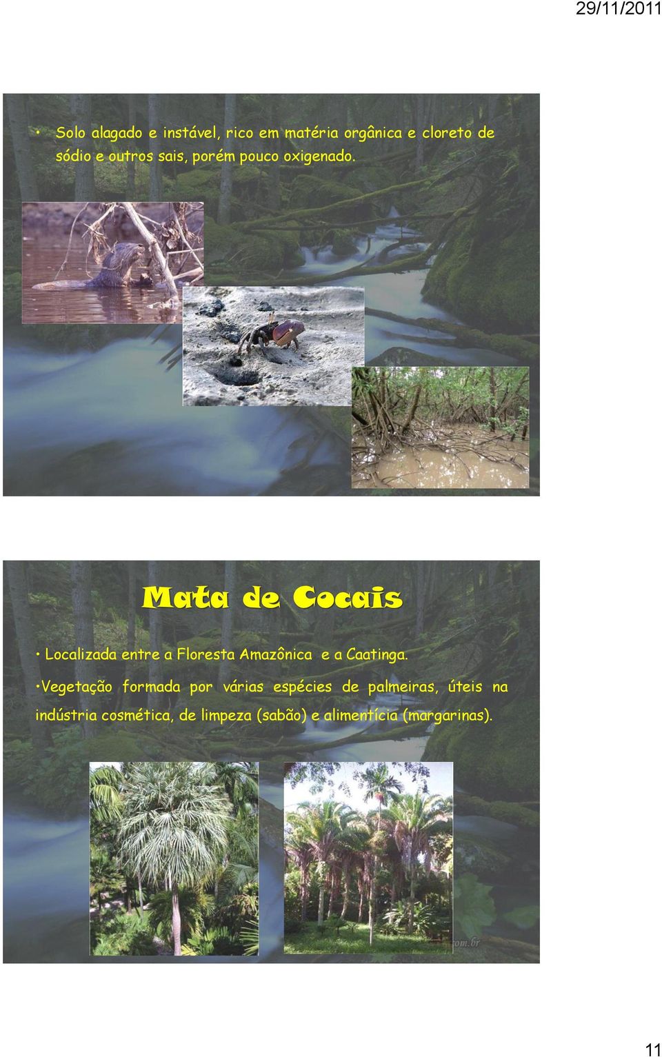 Mata de Cocais Localizada entre a Floresta Amazônica e a Caatinga.