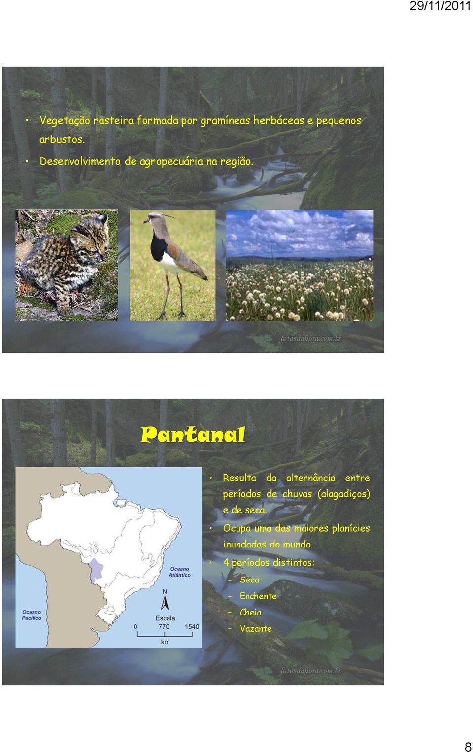 Pantanal Resulta da alternância entre períodos de chuvas (alagadiços) e de