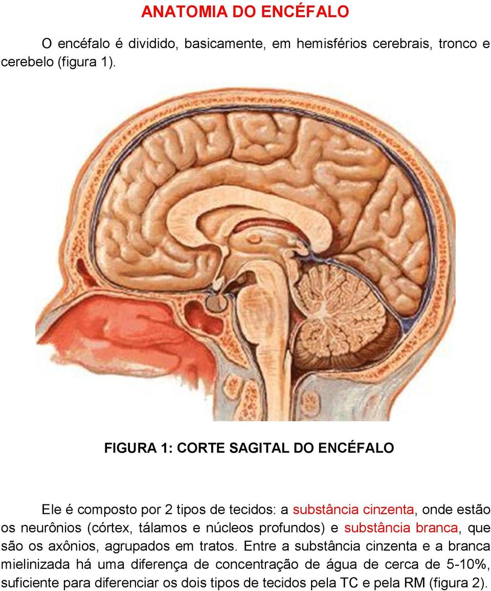 tálamos e núcleos profundos) e substância branca, que são os axônios, agrupados em tratos.