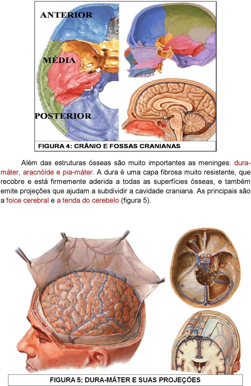 A dura é uma capa fibrosa muito resistente, que recobre e está firmemente aderida a