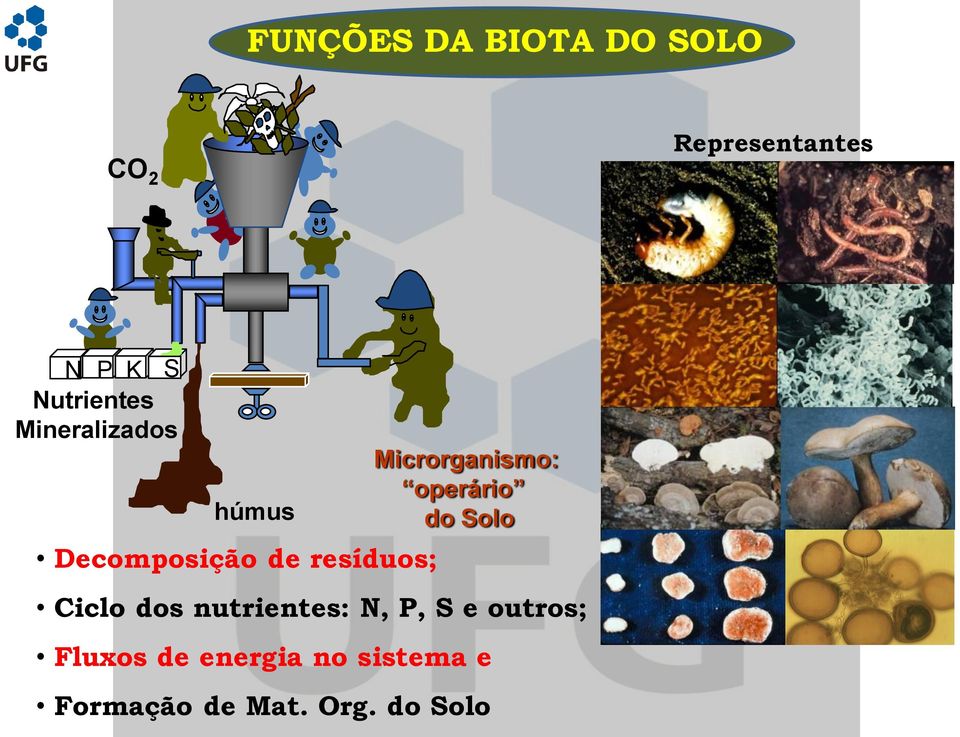 Microrganismo: operário do Solo Ciclo dos nutrientes: N, P,